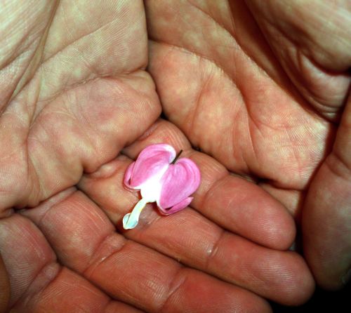 open handen met hartvormig bloemetje